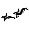 Orcas