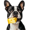 Boston Terrier