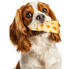 Cavalier King Spaniel
