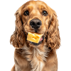 Cocker Spaniel