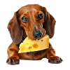 Dackel