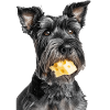 Zwergschnauzer