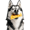 Sibirischer Husky