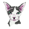Chat Sphynx Fernando