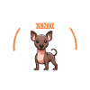 Café et Xoloitzcuintle