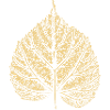Blatt Linde / Lindenblatt 2