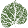 Lindlöv / lindlöv - NATUR och SKOG