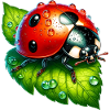 Ladybird