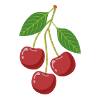 Cherries on a branch