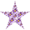 Étoile de fleurs d’aster pourpre