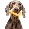 Weimaraner