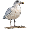 Gull