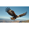 Aigle Royal