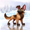 Malinois 2