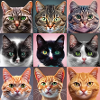 catboard9x1 01