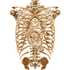 Steampunk Anatomy Steampunk Mechanical