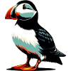 Macareux