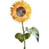Tournesol - Aquarelle