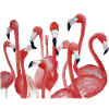 Vivid Flamingo Watercolour Ensemble