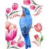 Blue bird and tulips