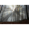 L’éclat de la forêt