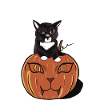Halloween Black Cat