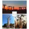 Baobab from Madagascar