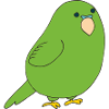 budgerigar