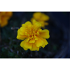 gelbe Blume