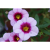 rosa Blume