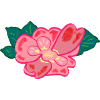 Rose Freiland Rose Nature