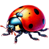 Ladybird