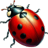 Ladybird