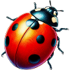 Coccinelle