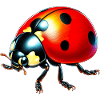 Coccinelle