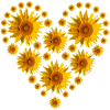 Sunflowers - Heart