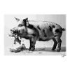 Schwein isst Salat