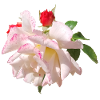 Rose Blossom White Pink Accents