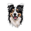 Boder Collie Hunde Hundeliebe Agility