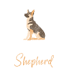 Deutscher Schäferhund Pfote Diensthund