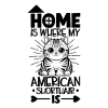Home - American Shorthair