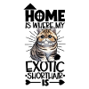 Home - Exotic Shorthair