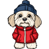 Havanese Dog Stylish
