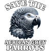 Graupapagei Save Grey Parrot