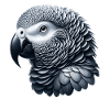African grey parrot