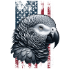 Grey Parrot US Graupapagei