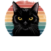 Black cat