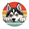 Husky Siberian