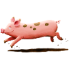 Running pig