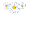 Schöne Gänseblümchenblüte Beautiful Daisy Flower